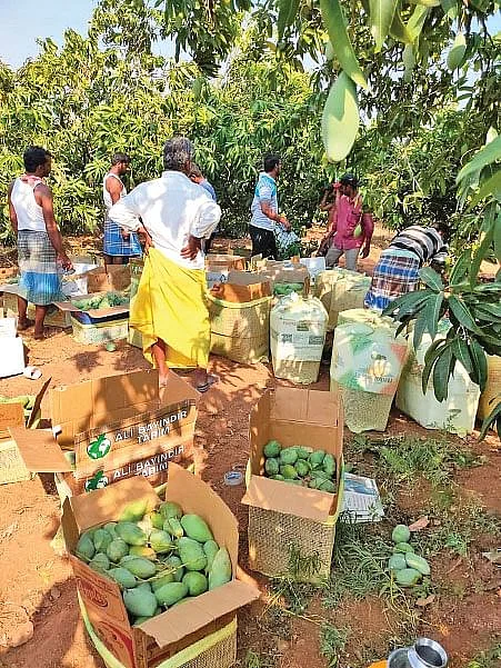 மா அறுவடை