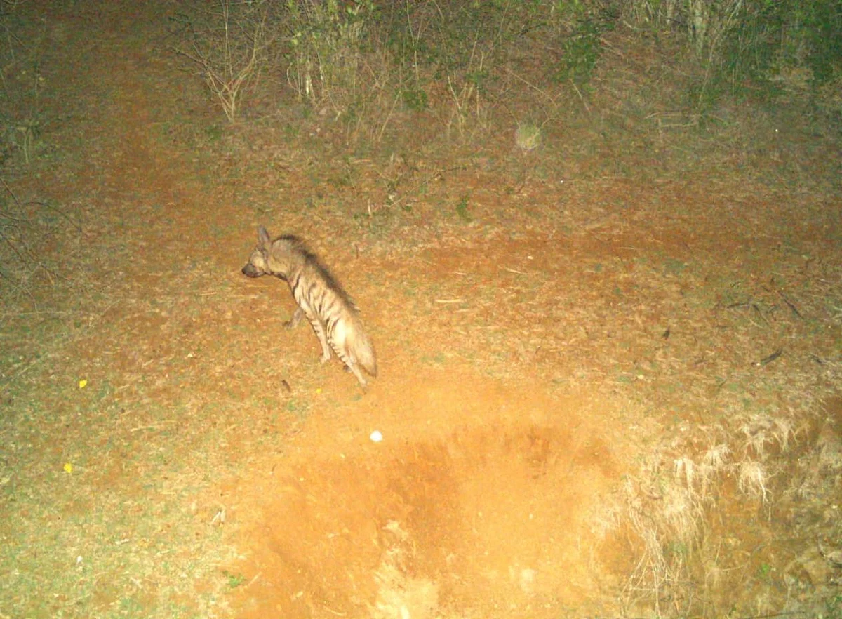 striped hyena
