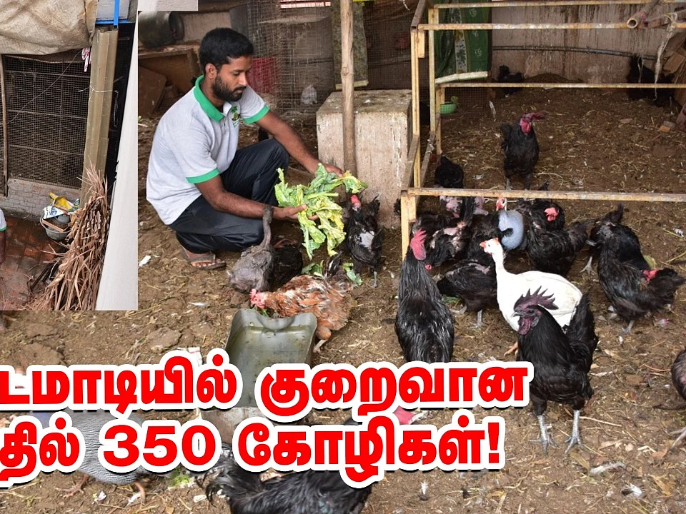சென்னைக்குள் மொட்டை மாடி கோழி வளர்ப்பு! | Poultry Farming