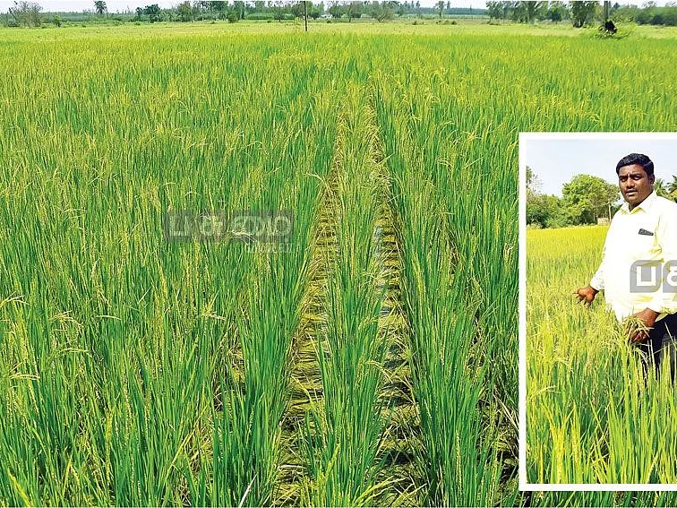 ஒரு ஏக்கர்... ரூ.40,000... கருங்குறுவை கொடுத்த கணிசமான லாபம்!