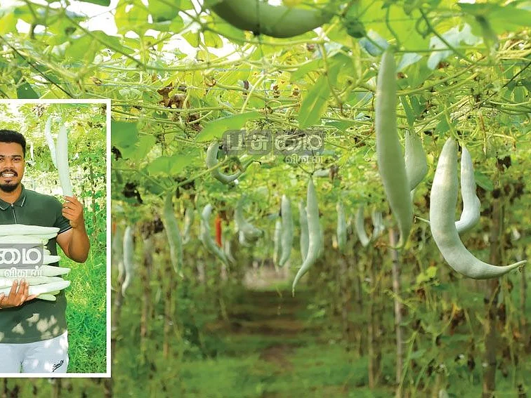புடலை.... 4 ஏக்கர் வருமானம்
33 சென்ட் நிலத்தில் கிடைத்தது!