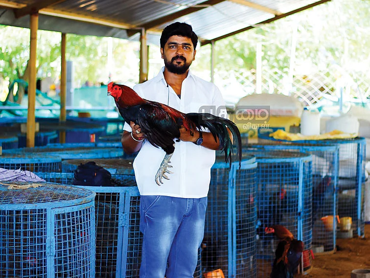 1,500 தாய்க்கோழிகள்...
200 சேவல்கள்! - 8 மாதங்கள்...
ரூ.8 லட்சம் லாபம்!