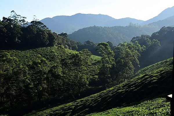 அடர்ந்த வனப்பகுதியில் தேயிலைத் தோட்டம்