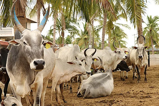 மாடுகள்
