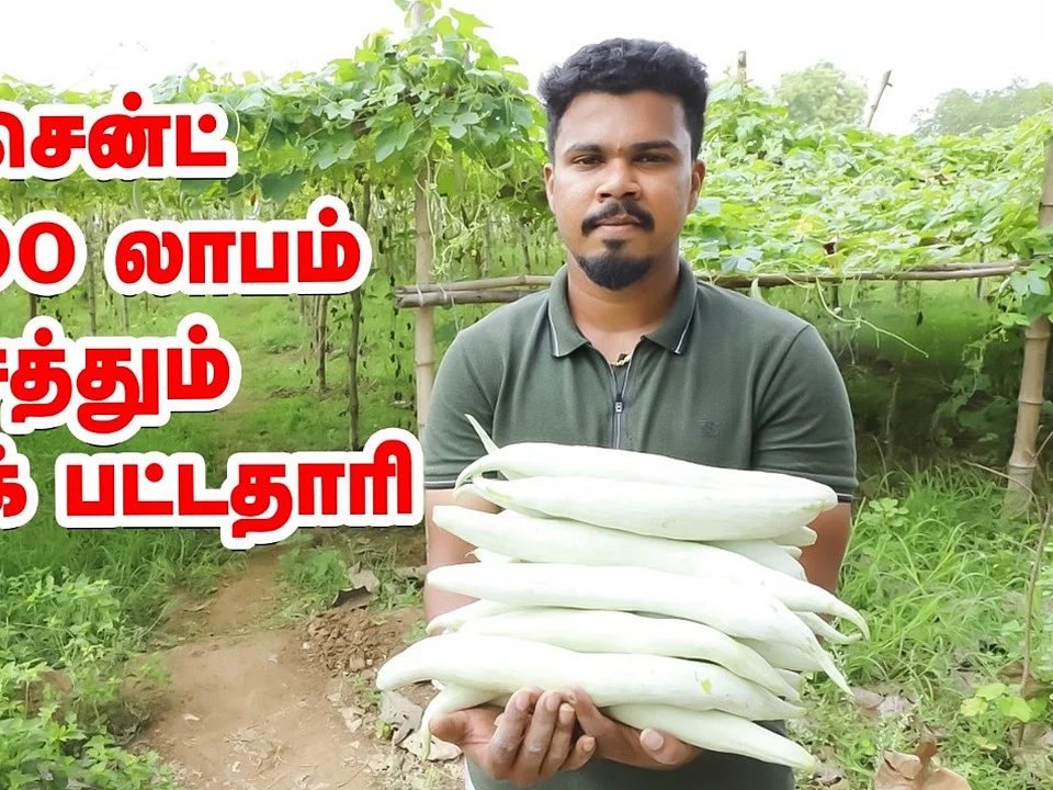 33 சென்ட் நிலத்தில் 4 ஏக்கருக்கு ஈடான வருமானம் ... அசத்தும் பட்டதாரி இளைஞர்!