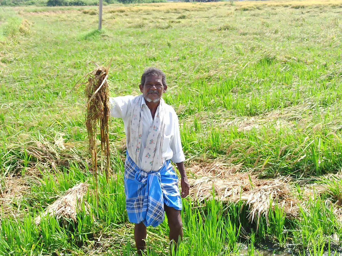 வேதனையில் விவசாயி