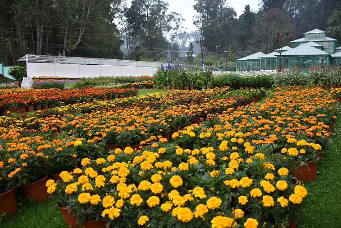 ooty garden