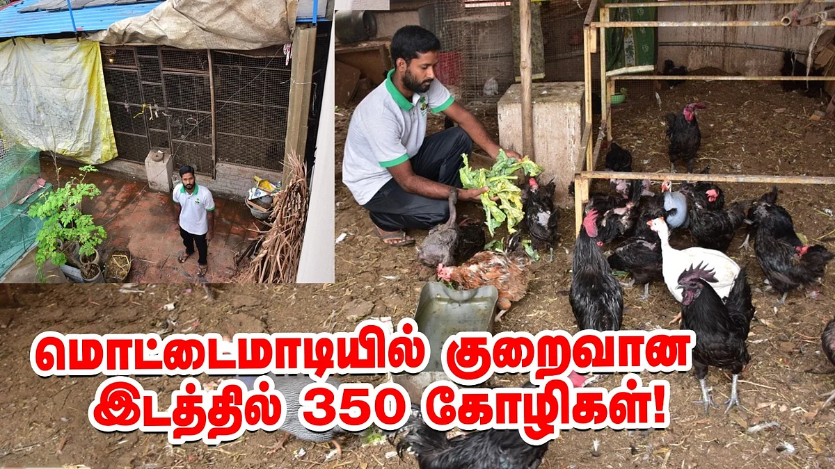 கோழி