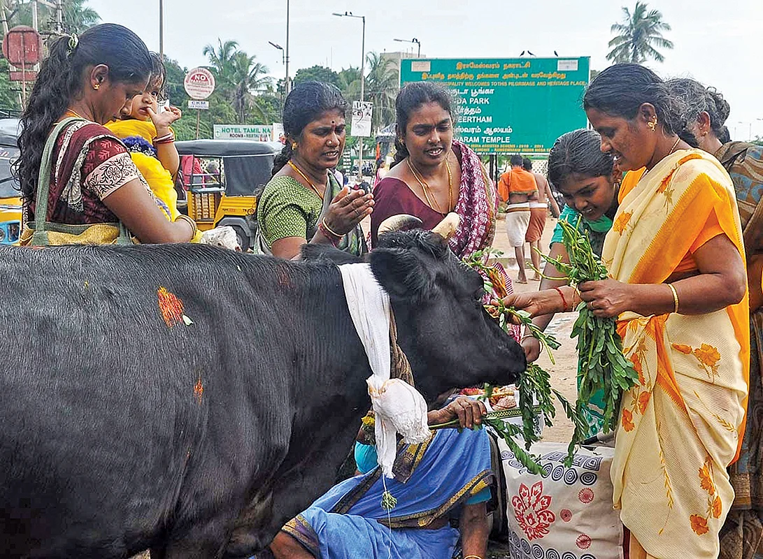 தோஷங்கள் தீர்க்கும்
கோ மாதா வந்தனம்!