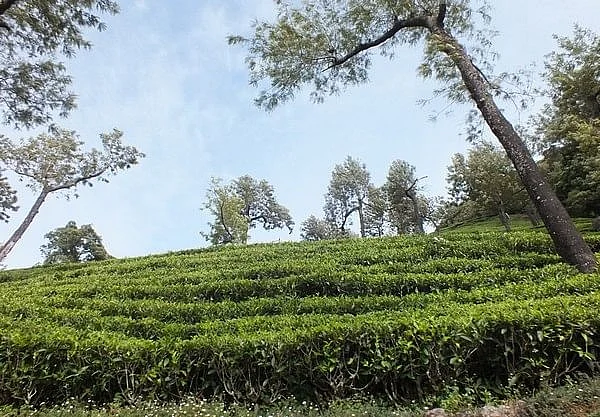 தேயிலைத் தோட்டம்