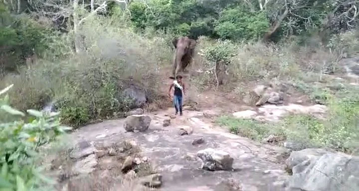 யானை
