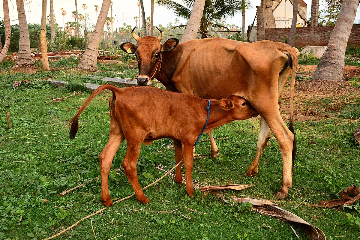 தோஷங்கள் தீர்க்கும்
கோ மாதா வந்தனம்!