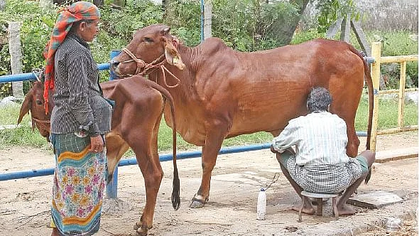 பால் கறத்தல்