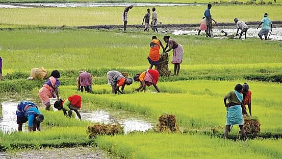விவசாயிகள்