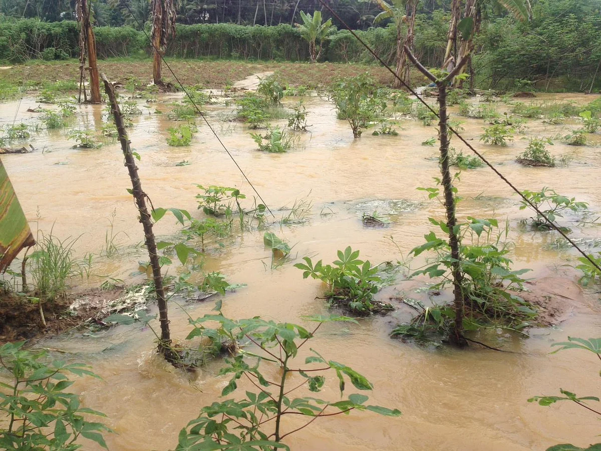 பளுகலில் விளை நிலங்களுக்குள் புகுந்த தண்ணீர்