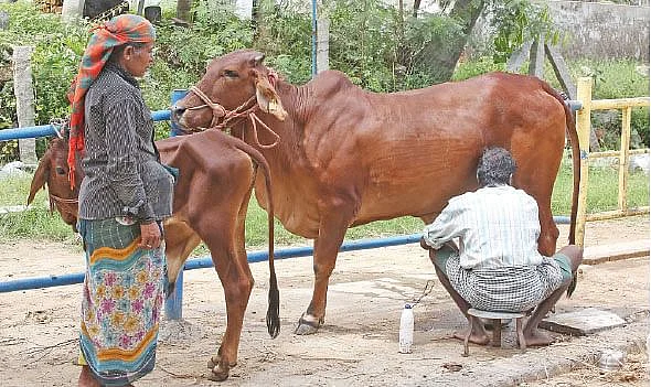 பால் கறத்தல்