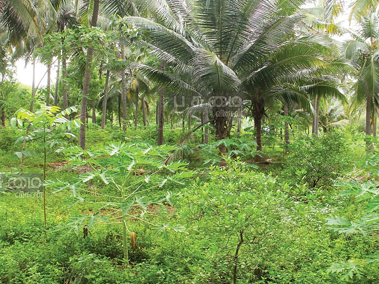 ஒருமுறை முதலீடு...
பல்லாண்டு வருமானம்...
அசத்தும் ஐந்தடுக்குச் சாகுபடி!