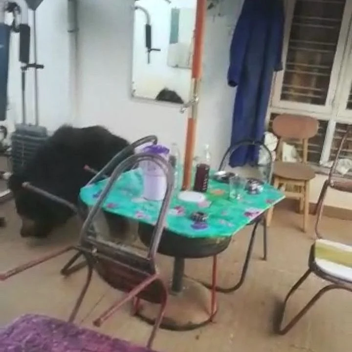 வீட்டுக்குள் நுழைந்த கரடி