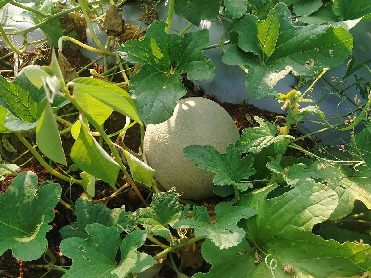 முலாம்பழம்