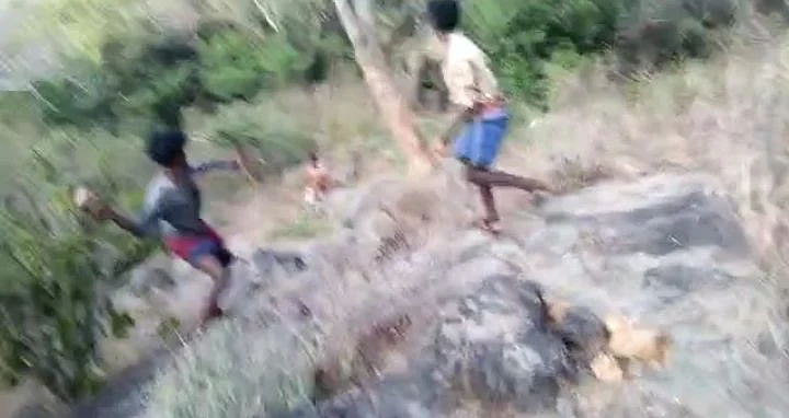 யானை மீது கல் வீசும் இளைஞர்கள்