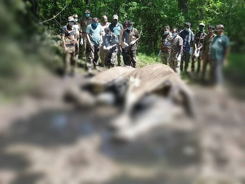 பெண் யானையின் இறப்பு