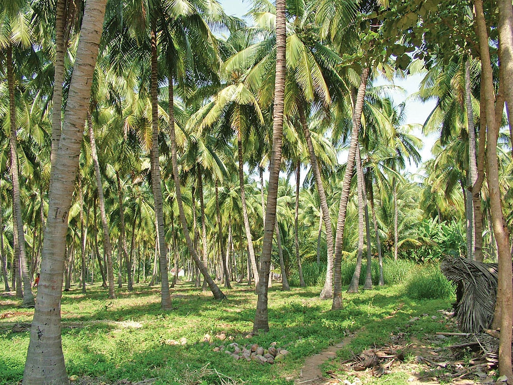 தென்னை