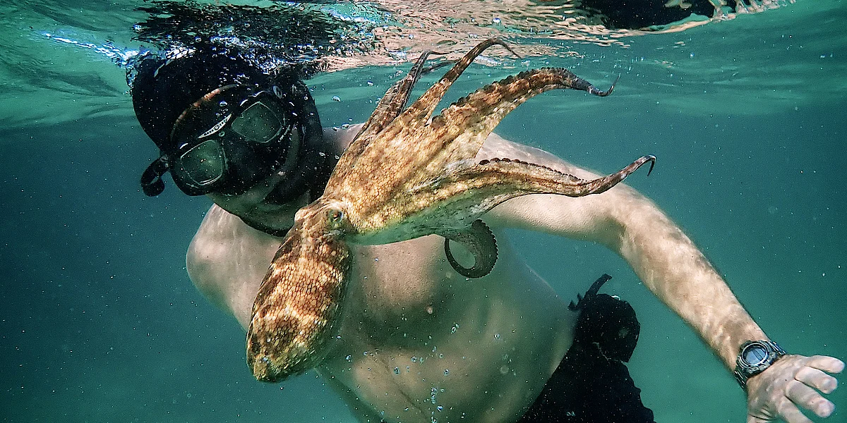 My octopus teacher