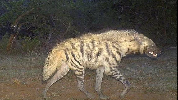 striped hyena