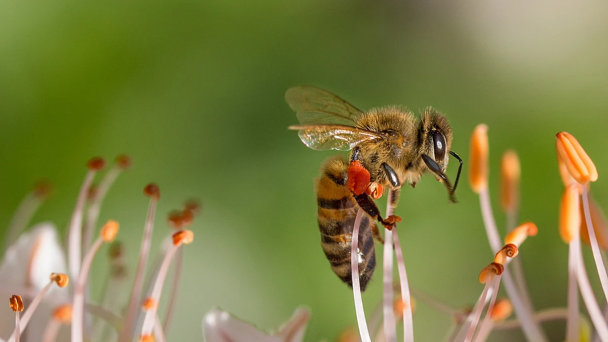 Honey bee
