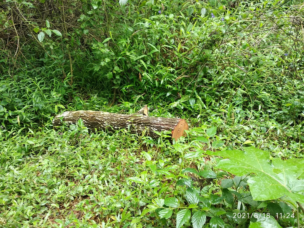 கூடலூரில் வெட்டப்பட்ட சந்தன மரங்கள்
