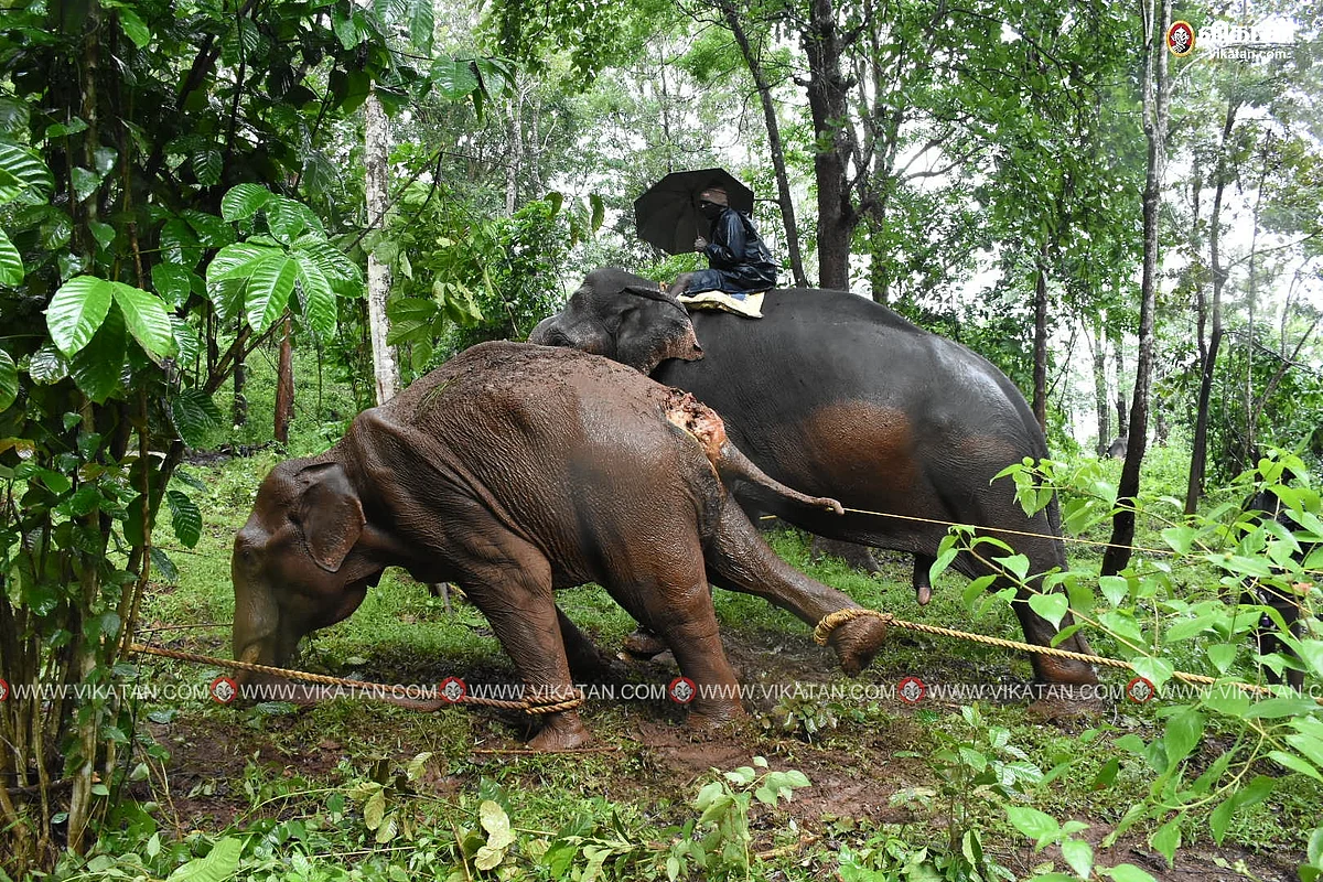 காயத்துடன் அவதிப்பட்டுவரும் யானை