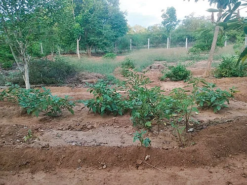 காய்கறிகள்