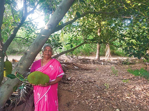 பலாமரம்