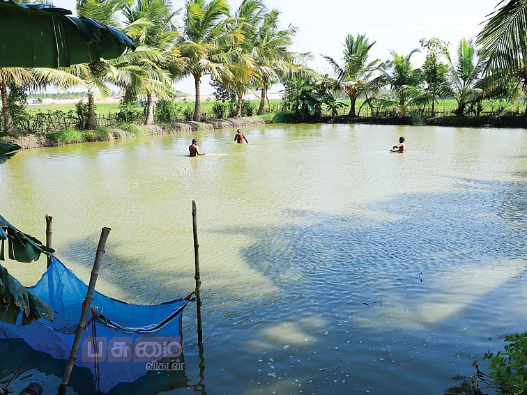 அரை ஏக்கர்... ரூ.80,000 -
மீன் வளர்ப்பில் அருமையான வருமானம்..!