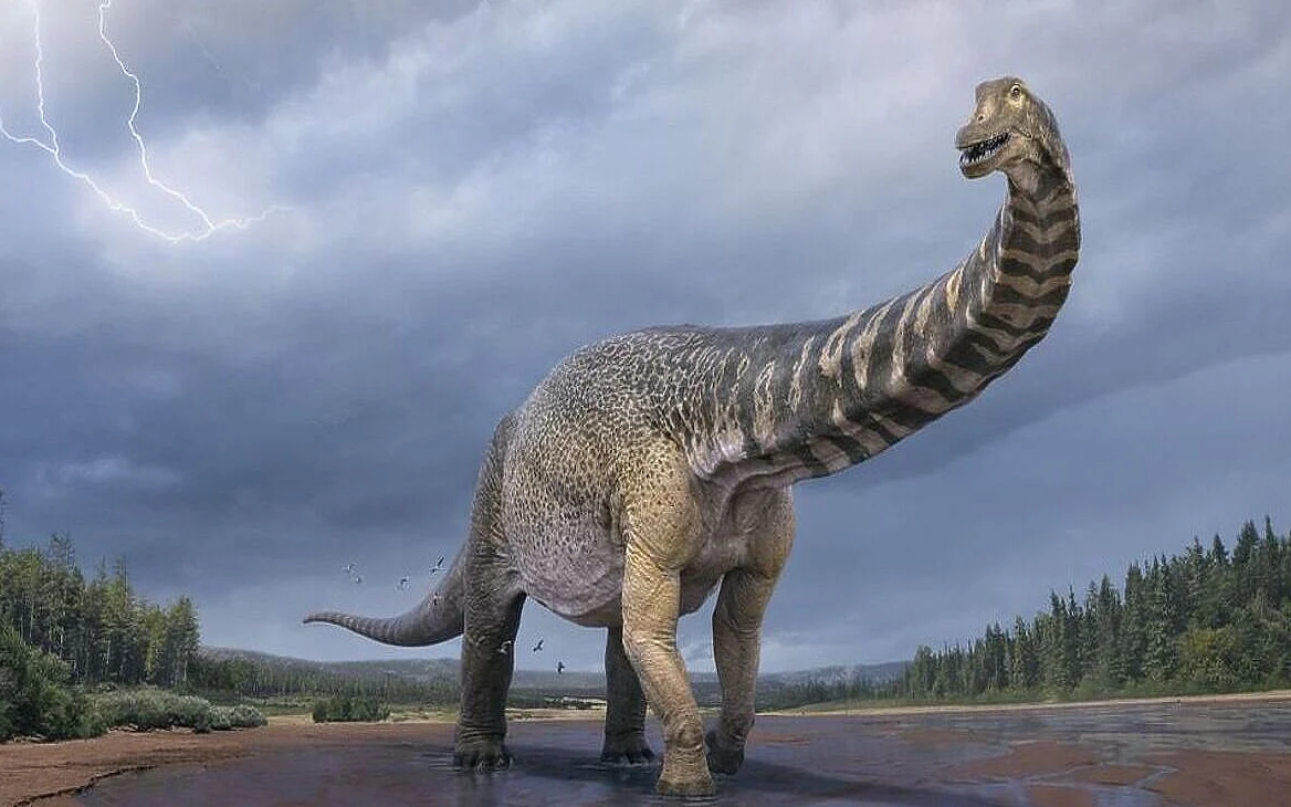 Australotitan cooperensis - கூப்பர்