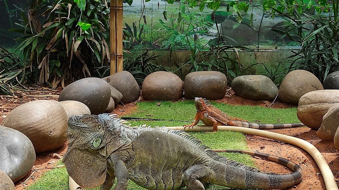 American Iguana/ Chennai Snake Park