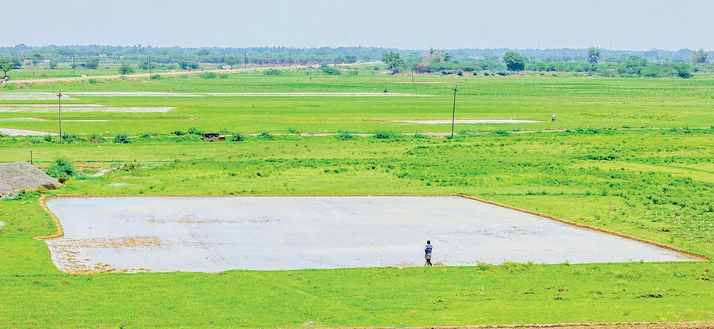 விவசாயம்