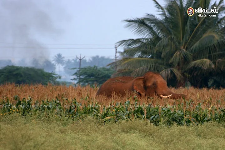 யானை