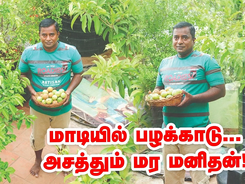 மாடியில் பழக்காடு; அசத்தும் மாடித்தோட்டம்!