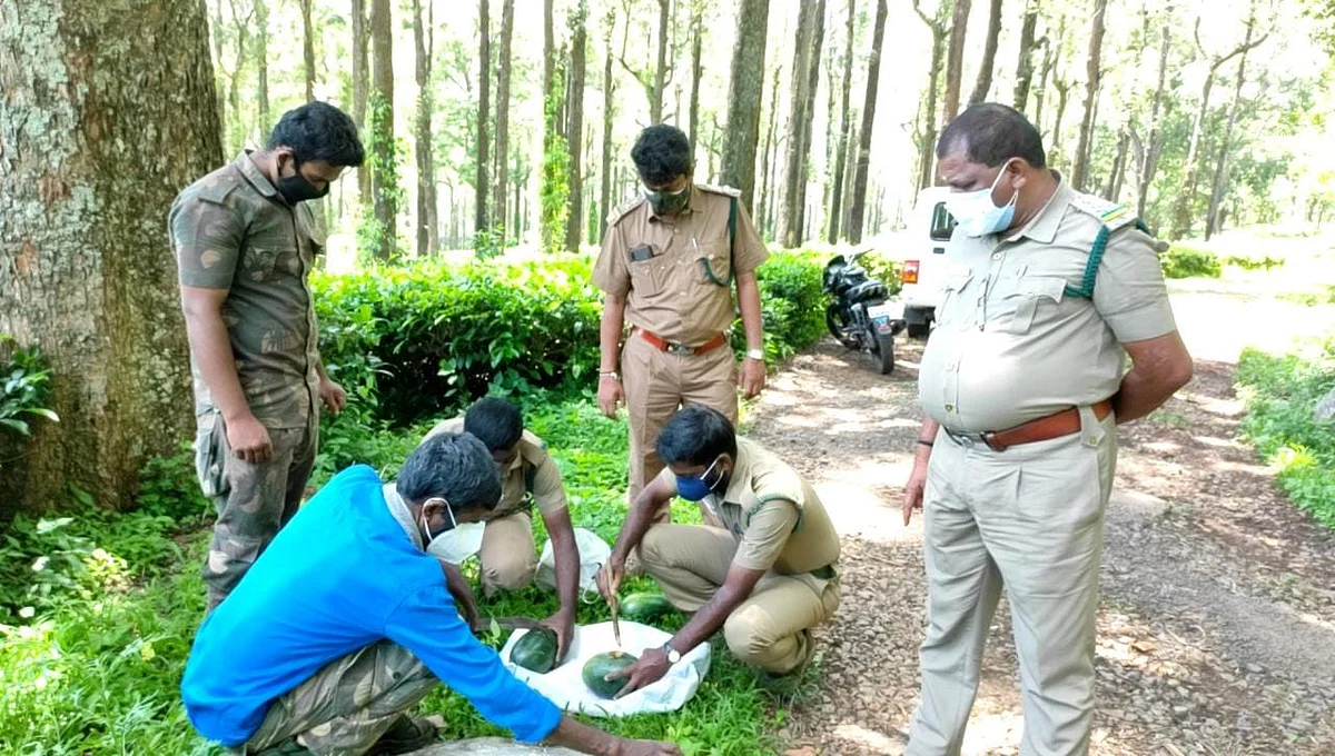 உணவில் மருந்து வைக்கும் அதிகாரிகள்