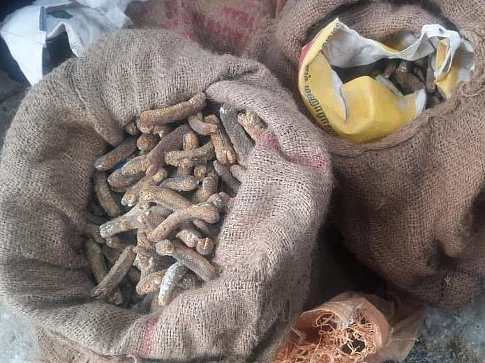 தடை செய்யப்பட்ட சுறா இறக்கைகள், கடல் அட்டைகளை கடத்திய கும்பல்; கைது செய்த போலீஸ்!