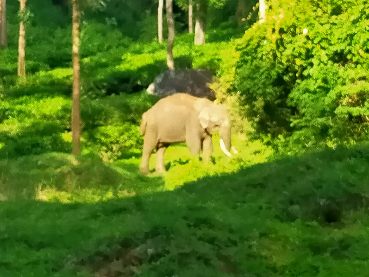 காயத்துடன் அவதிப்பட்டுவரும் காட்டுயானை