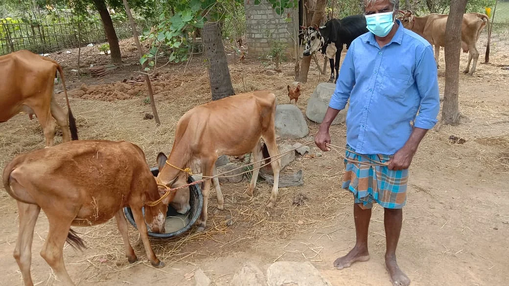 வளர்த்த கன்றுக்குட்டிகளுடன் ரவிச்சந்திரன்