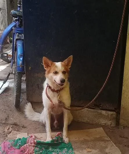 நாய் சாம்