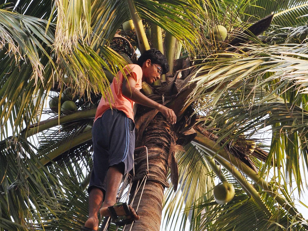 தென்னை மரம் ஏறும் விமல்குமார்