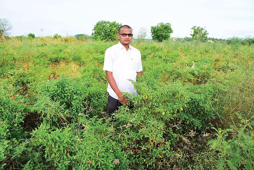 மிளகாய்த் தோட்டத்தில்