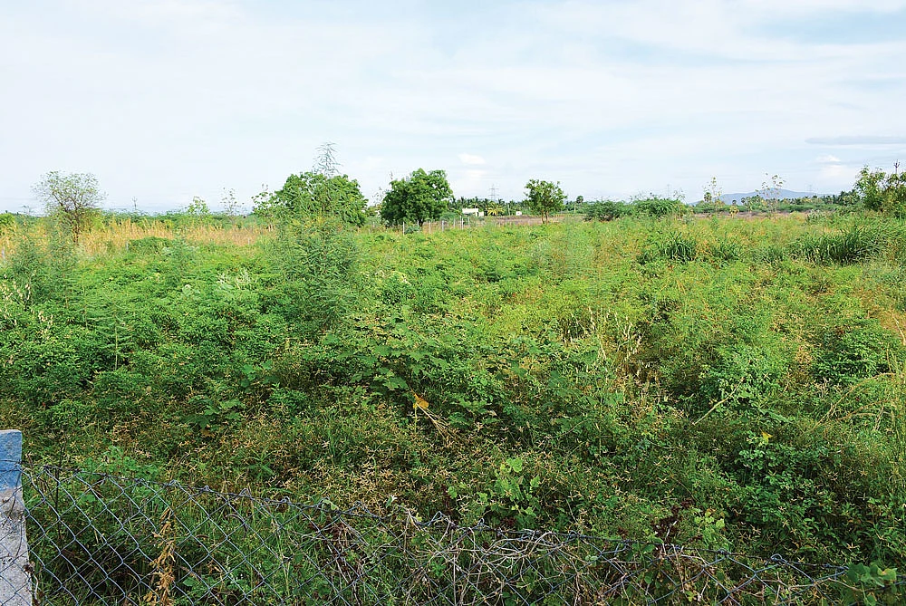 மிளகாய்த் தோட்டம்