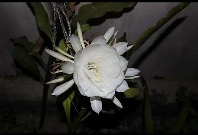 என் வீட்டுத் தோட்டத்தில்!