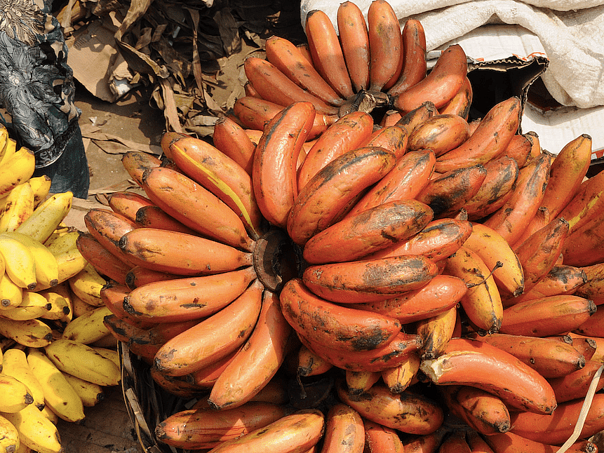செலவு குறைந்த செவ்வாழைச் சாகுபடி! | Red Banana Farming