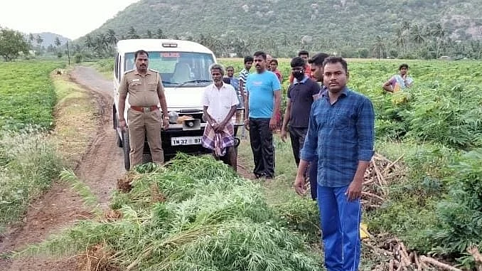 கஞ்சாச் செடி வளர்த்தவர் கைது.